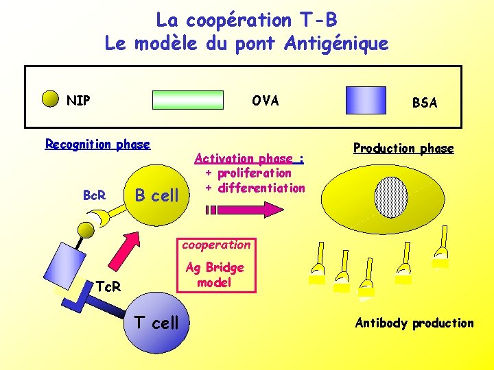 La coopération T-B Le modèle du pont Antigénique NIP OVA Recognition phase Bc. R