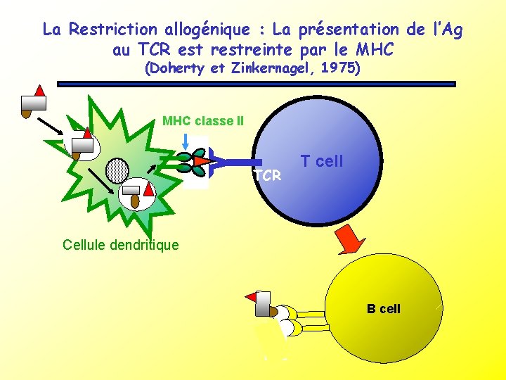 La Restriction allogénique : La présentation de l’Ag au TCR est restreinte par le