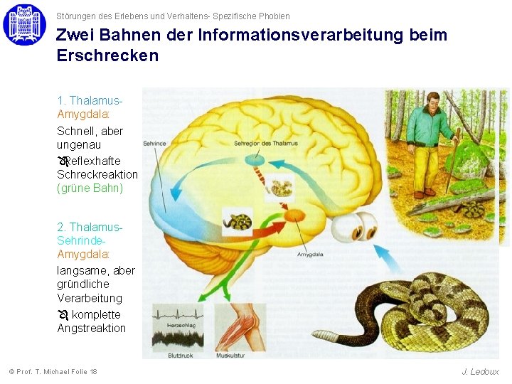 Störungen des Erlebens und Verhaltens- Spezifische Phobien Zwei Bahnen der Informationsverarbeitung beim Erschrecken 1. Störungen des Erlebens und Verhaltens- Spezifische Phobien Zwei Bahnen der Informationsverarbeitung beim Erschrecken 1.