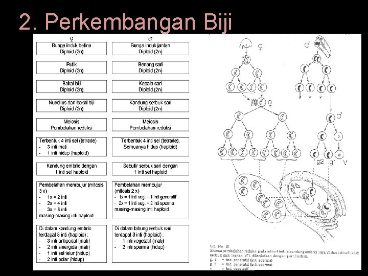 2. Perkembangan Biji 