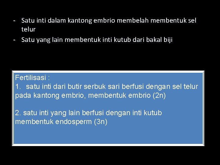 - Satu inti dalam kantong embrio membelah membentuk sel telur - Satu yang lain