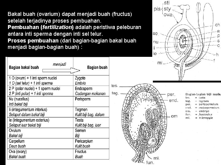 Bakal buah (ovarium) dapat menjadi buah (fructus) setelah terjadinya proses pembuahan. Pembuahan (fertilization) adalah