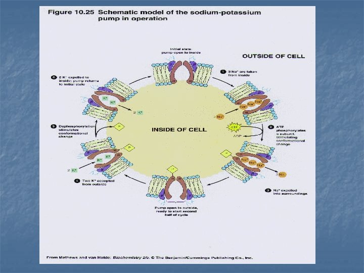 A Balancing Act Direct and Indirect Active Transport
