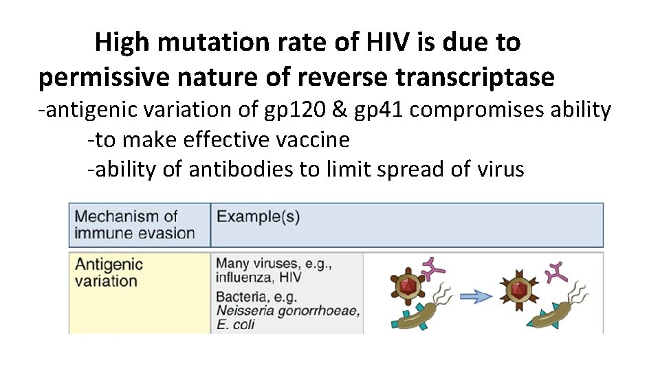  High mutation rate of HIV is due to permissive nature of reverse transcriptase