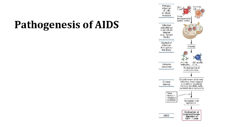 Pathogenesis of AIDS 