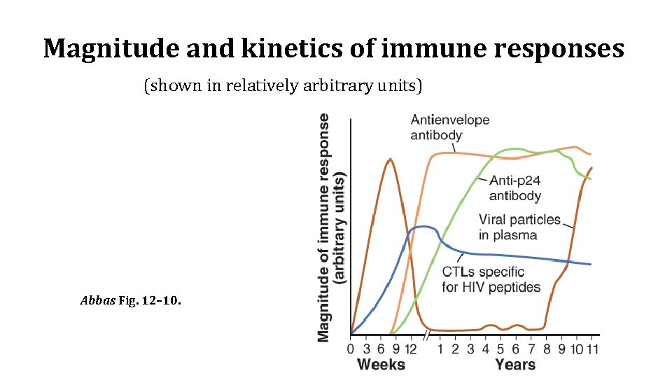 Magnitude and kinetics of immune responses (shown in relatively arbitrary units) Abbas Fig. 12–