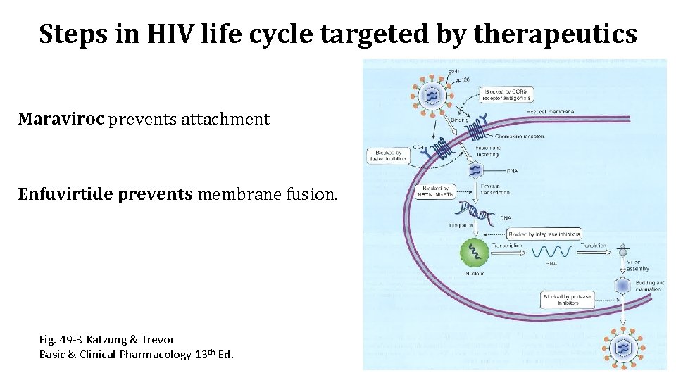 Steps in HIV life cycle targeted by therapeutics Maraviroc prevents attachment Enfuvirtide prevents membrane