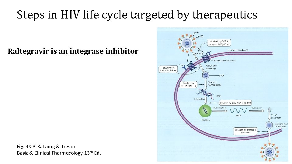 Steps in HIV life cycle targeted by therapeutics Raltegravir is an integrase inhibitor Fig.
