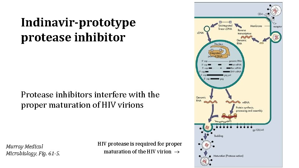 Indinavir-prototype protease inhibitor Protease inhibitors interfere with the proper maturation of HIV virions Murray