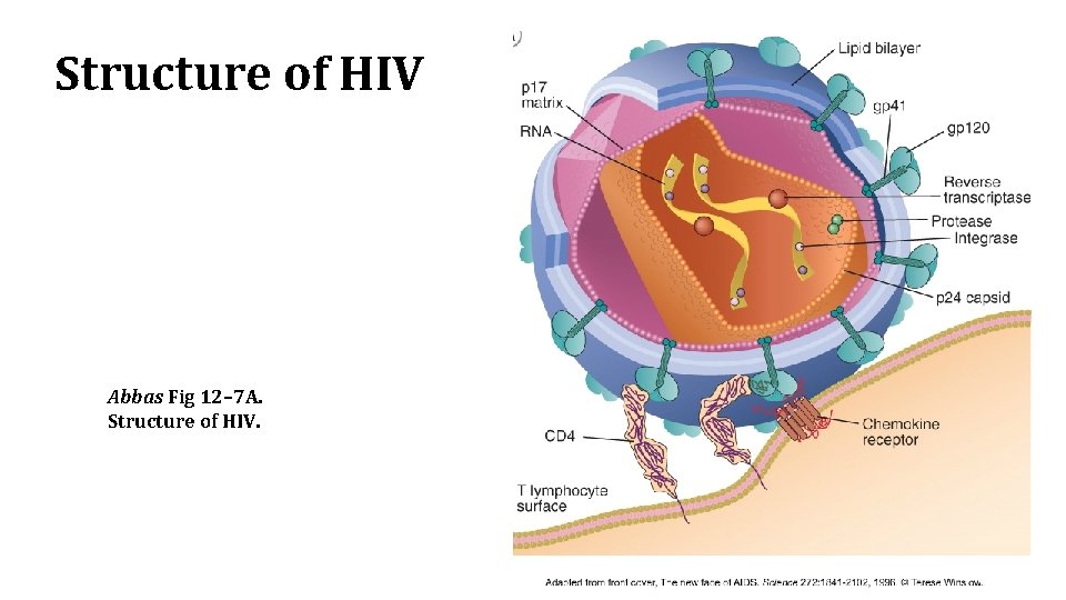 Structure of HIV Abbas Fig 12– 7 A. Structure of HIV. 