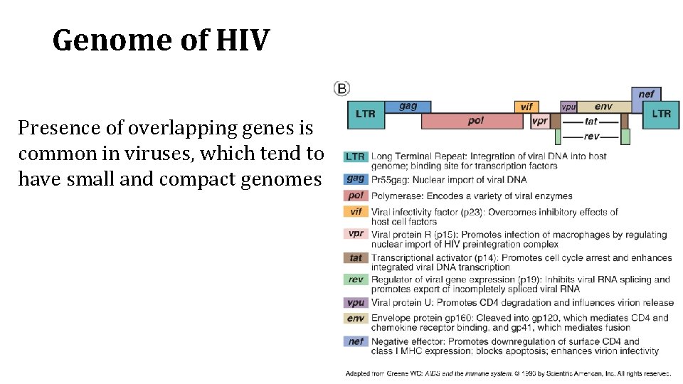 Genome of HIV Presence of overlapping genes is common in viruses, which tend to