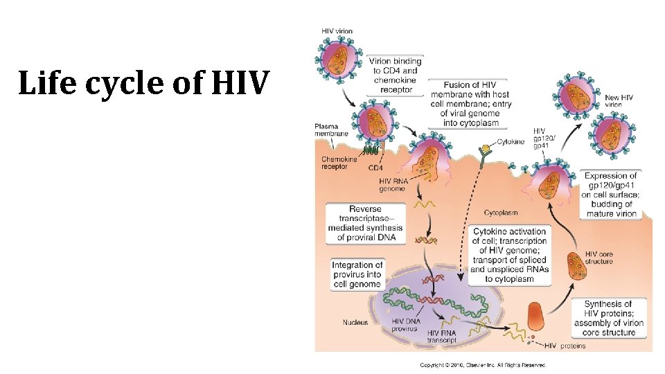 Life cycle of HIV 