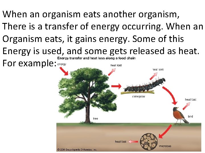When an organism eats another organism, There is a transfer of energy occurring. When
