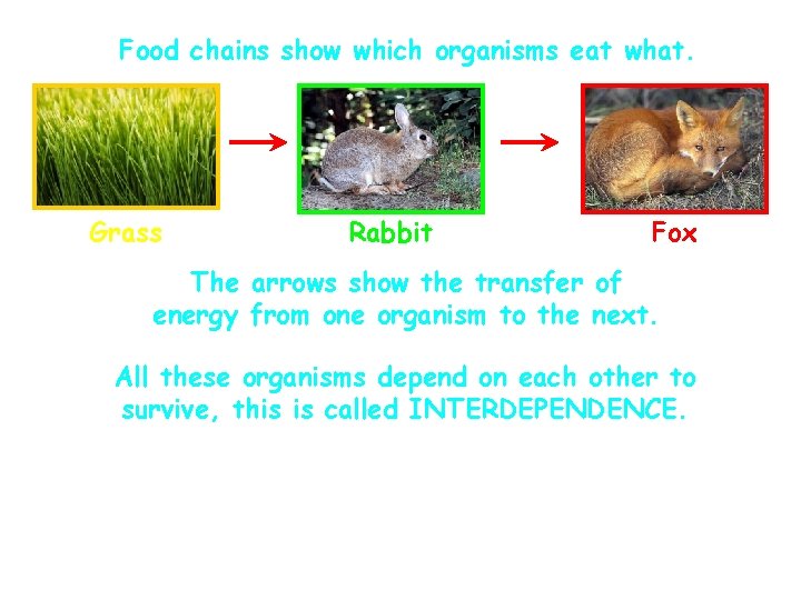 Food chains show which organisms eat what. Grass Rabbit Fox The arrows show the