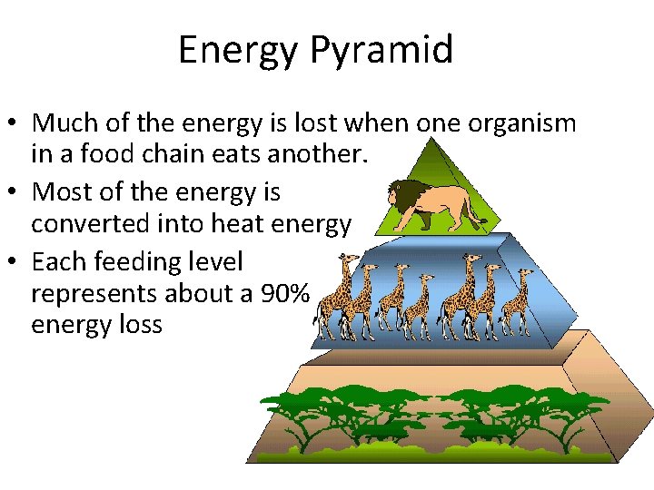 Energy Pyramid • Much of the energy is lost when one organism in a