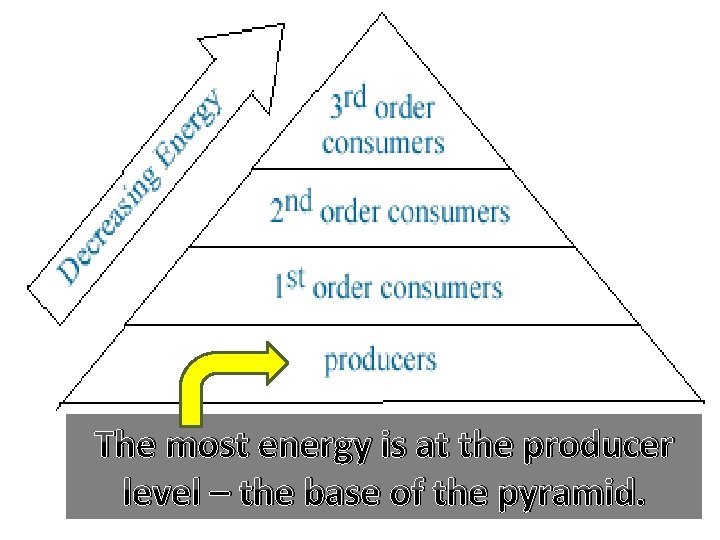The most energy is at the producer level – the base of the pyramid.