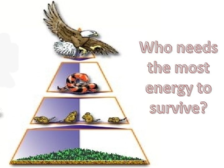 Who needs the most energy to survive? 