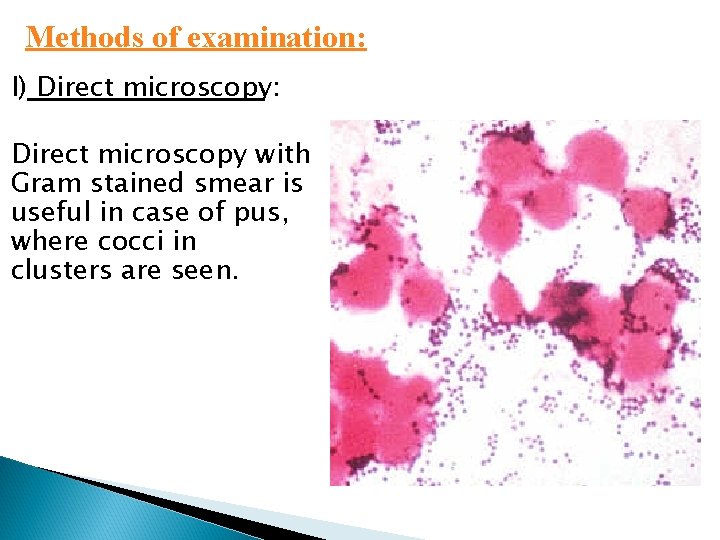 Methods of examination: I) Direct microscopy: Direct microscopy with Gram stained smear is useful