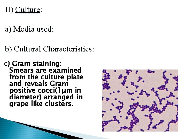 II) Culture: a) Media used: b) Cultural Characteristics: c) Gram staining: Smears are examined
