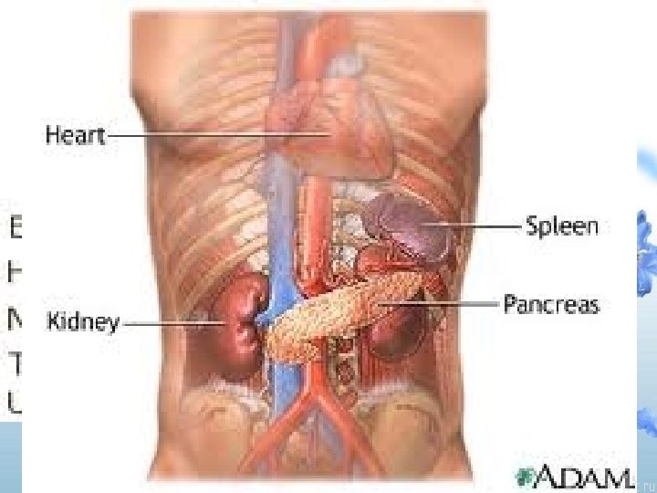 PANCREAS 