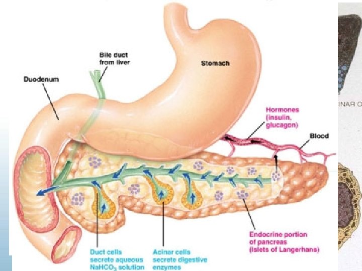 HISTOLOGY 