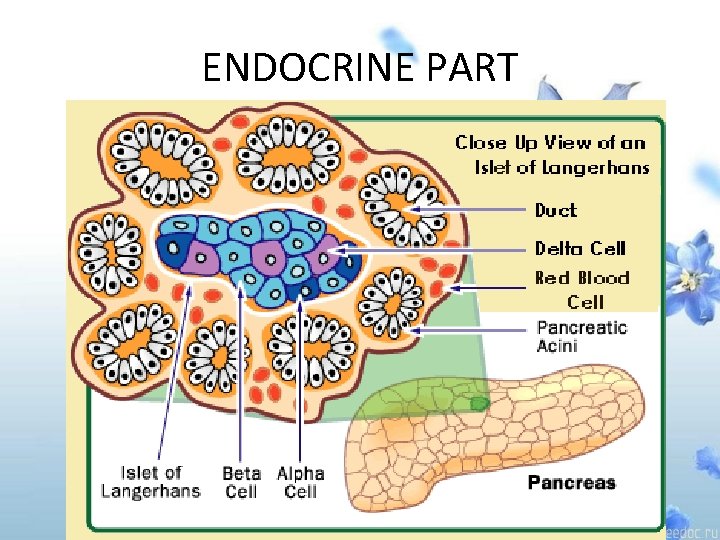 ENDOCRINE PART 