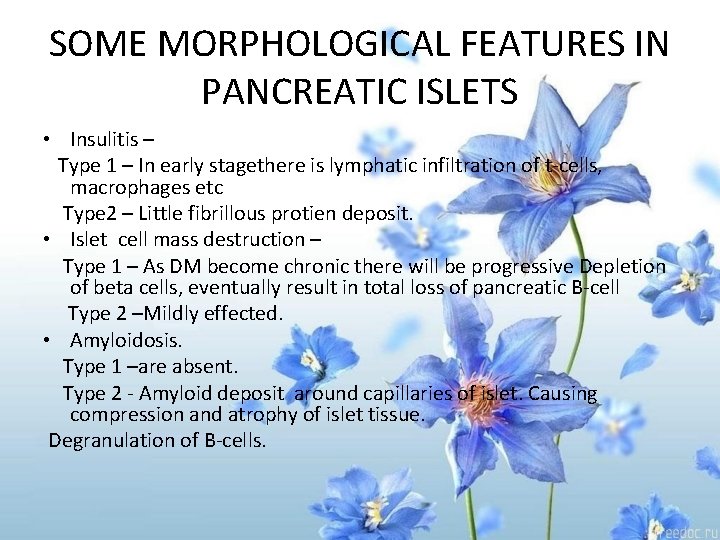 SOME MORPHOLOGICAL FEATURES IN PANCREATIC ISLETS • Insulitis – Type 1 – In early