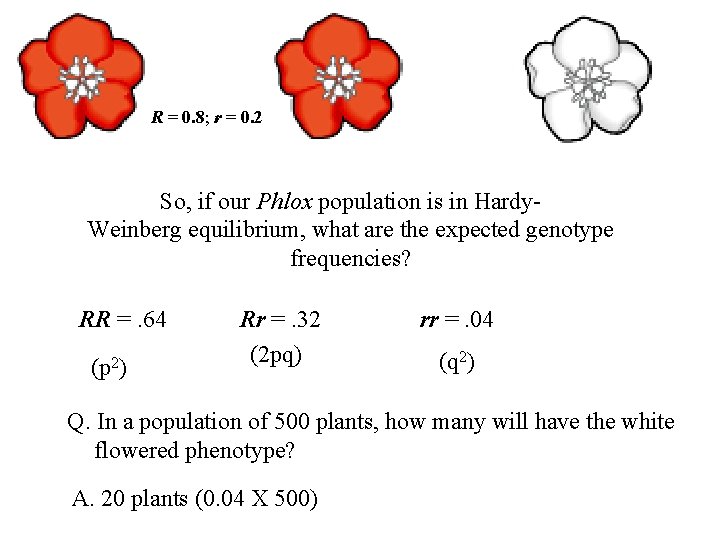 R = 0. 8; r = 0. 2 So, if our Phlox population is