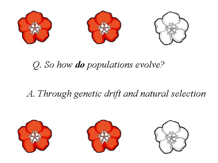 Q. So how do populations evolve? A. Through genetic drift and natural selection 