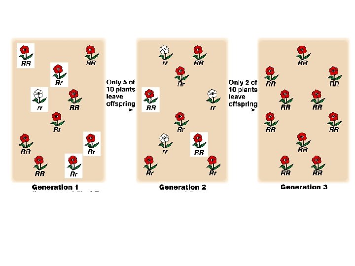 Genetic drift can alter population allele frequencies. 