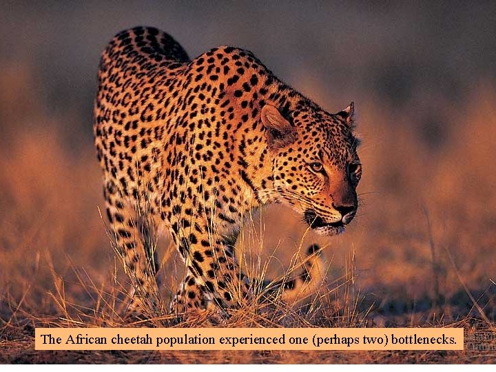 The African cheetah population experienced one (perhaps two) bottlenecks. 