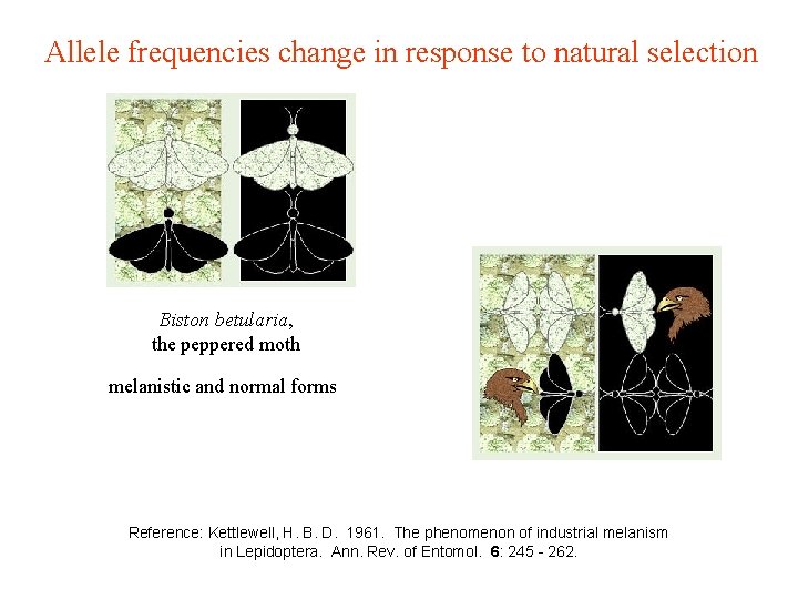 Allele frequencies change in response to natural selection Biston betularia, the peppered moth melanistic