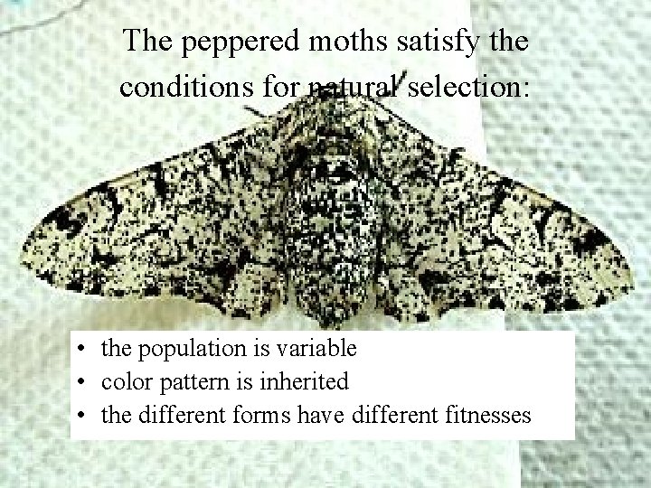 The peppered moths satisfy the conditions for natural selection: • the population is variable