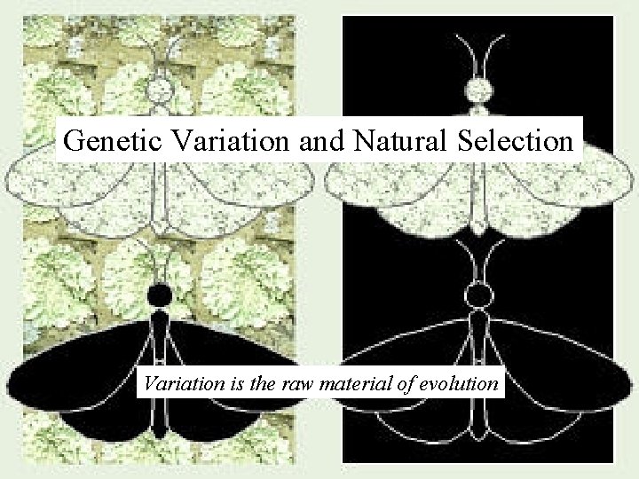 Genetic Variation and Natural Selection Variation is the raw material of evolution 