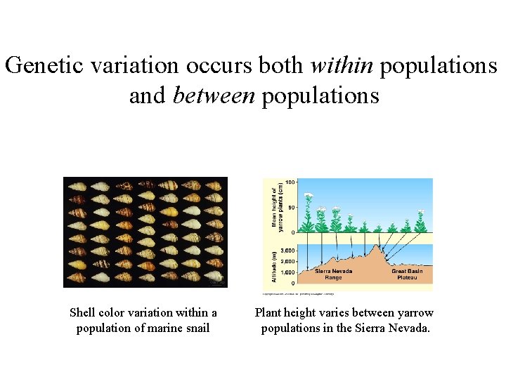 Genetic variation occurs both within populations and between populations Shell color variation within a