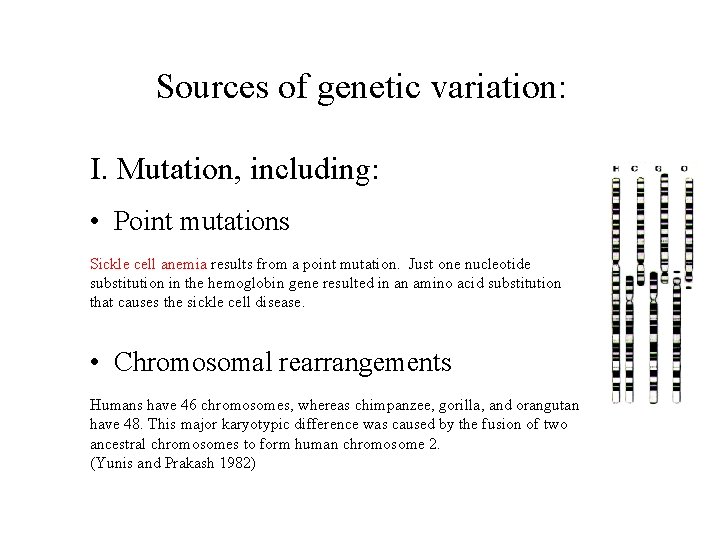 Sources of genetic variation: I. Mutation, including: • Point mutations Sickle cell anemia results