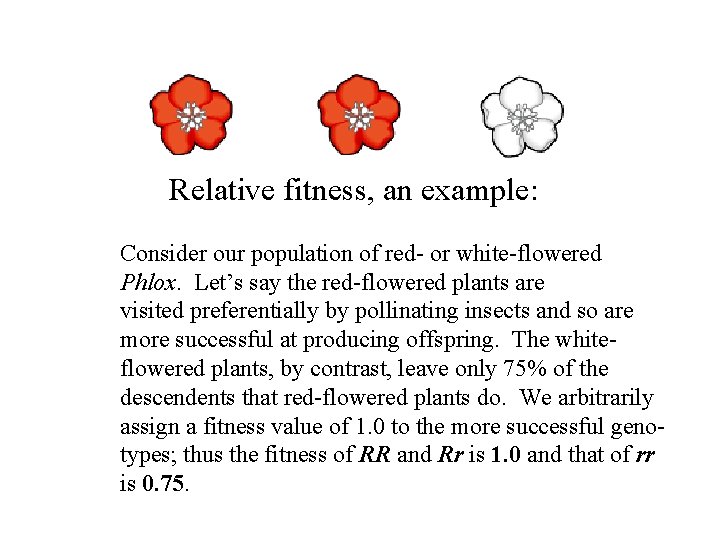 Relative fitness, an example: Consider our population of red- or white-flowered Phlox. Let’s say