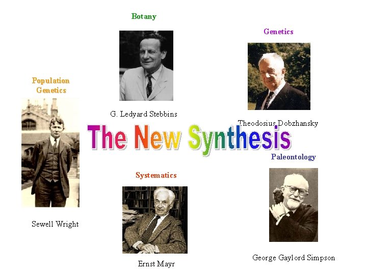 Botany Genetics Population Genetics G. Ledyard Stebbins Theodosius Dobzhansky Paleontology Systematics Sewell Wright Ernst