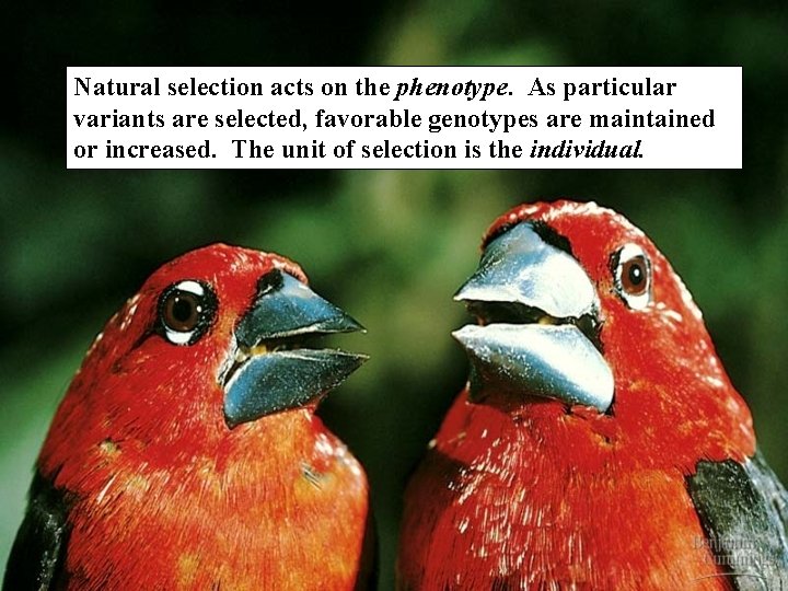 Natural selection acts on the phenotype. As particular variants are selected, favorable genotypes are