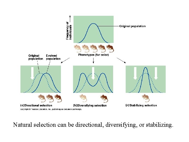 Natural selection can be directional, diversifying, or stabilizing. 