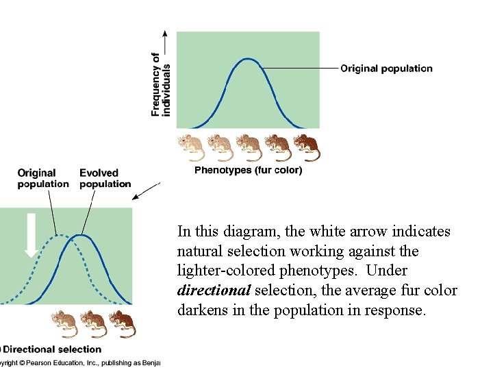 In this diagram, the white arrow indicates natural selection working against the lighter-colored phenotypes.