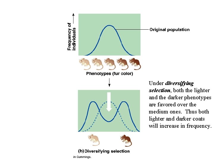 Under diversifying selection, both the lighter and the darker phenotypes are favored over the