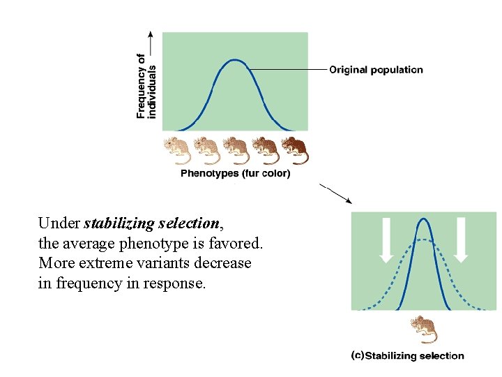 Under stabilizing selection, the average phenotype is favored. More extreme variants decrease in frequency