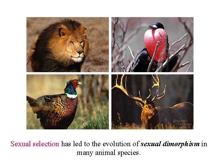 Sexual selection has led to the evolution of sexual dimorphism in Sexual selection many