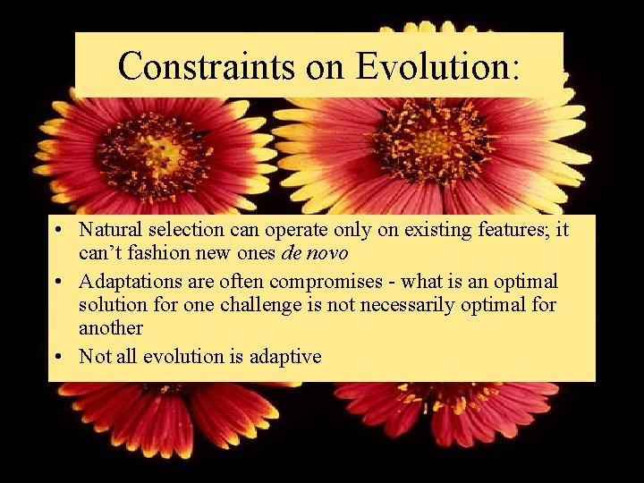 Constraints on Evolution: • Natural selection can operate only on existing features; it can’t