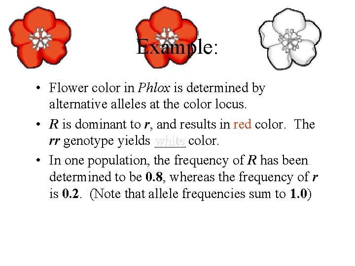 Example: • Flower color in Phlox is determined by alternative alleles at the color