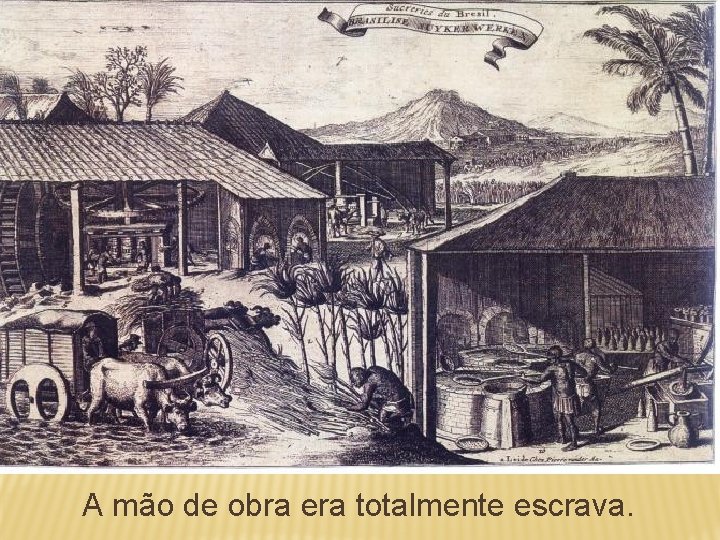 CICLO DA CANA-DE-AÇÚCAR A mão de obra era totalmente escrava. 