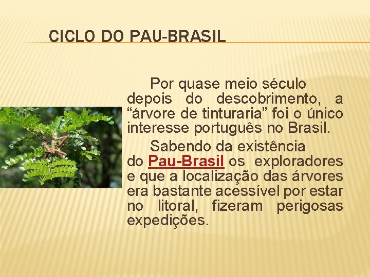 CICLO DO PAU-BRASIL Por quase meio século depois do descobrimento, a “árvore de tinturaria”