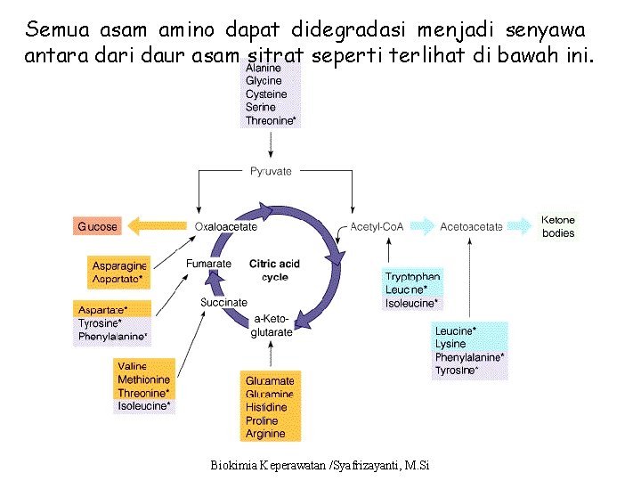 Semua asam amino dapat didegradasi menjadi senyawa antara dari daur asam sitrat seperti terlihat