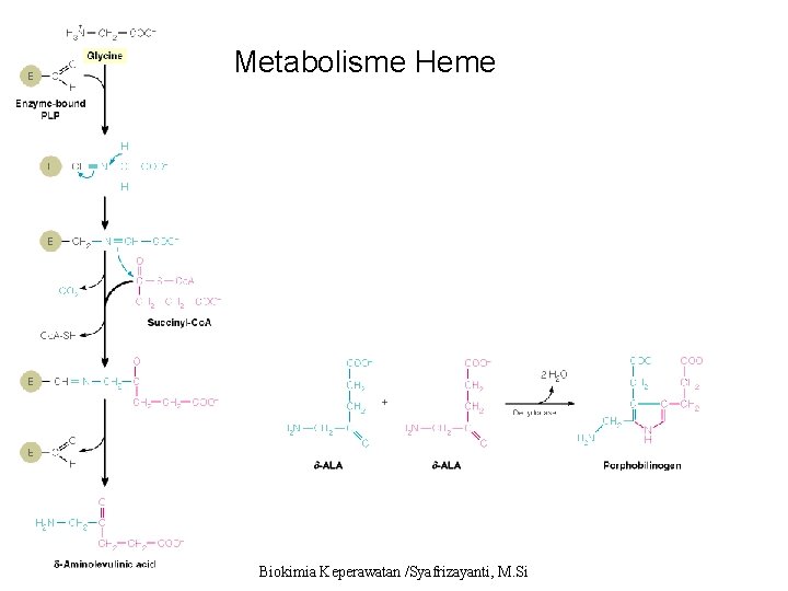 Metabolisme Heme Biosintesis Heme Biokimia Keperawatan /Syafrizayanti, M. Si 